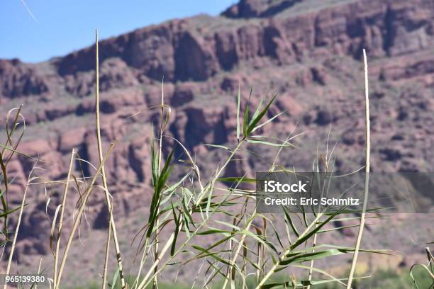 Scenes Along Bush Highway Stock Photo - Download Image Now - Beauty, Bush, Cactus