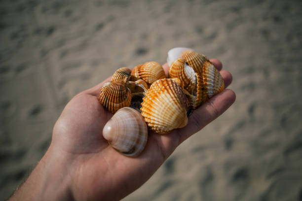 istock Seashells in the hands, adriatic sea Italia coast apulia 965139620