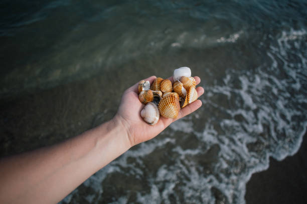 istock Seashells in the hands, adriatic sea Italia coast apulia 965139876