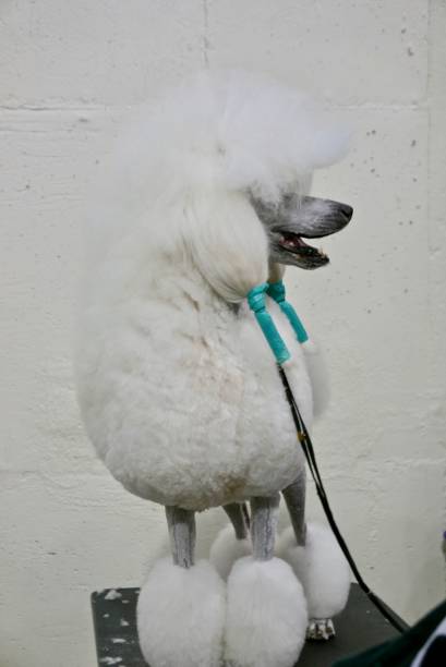 istock Dogs of Choice 965140028