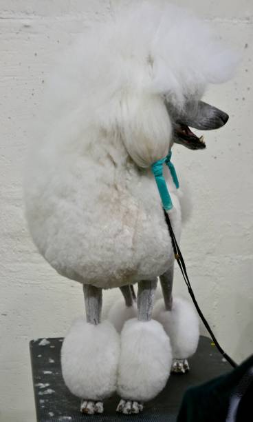 istock Dogs of Choice 965140036