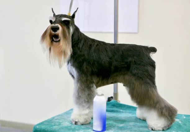 istock Dogs of Choice 965140048