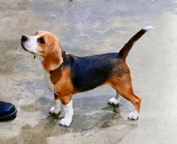 istock Dogs of Choice 965140128