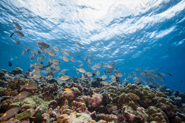 istock Marine life in Palau, Micronesia 965142740