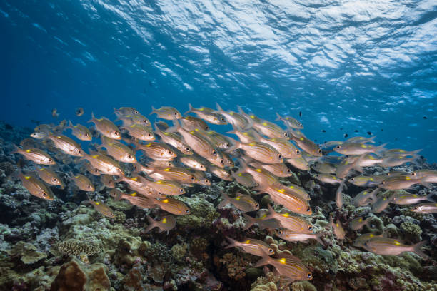 istock Marine life in Palau, Micronesia 965142760