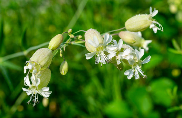 istock silene vulgaris flowers 965142922