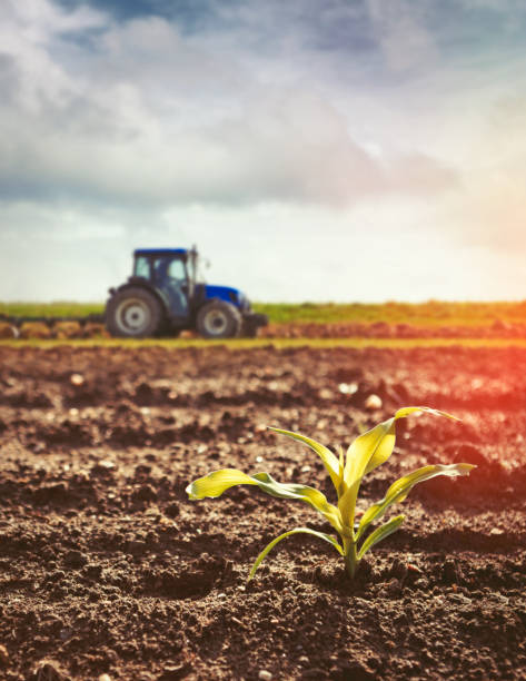 istock Growing maize crop and tractor working on the field 965143024