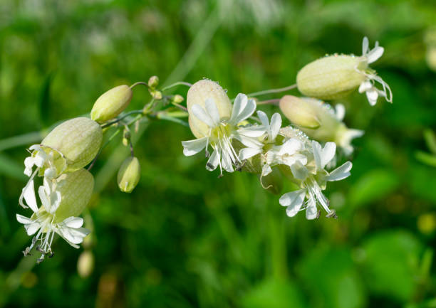 istock silene vulgaris flowers 965145428