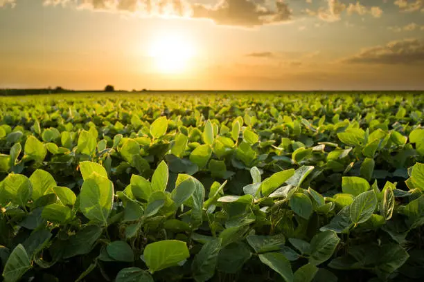 Green ripening soybean field, agricultural landscape