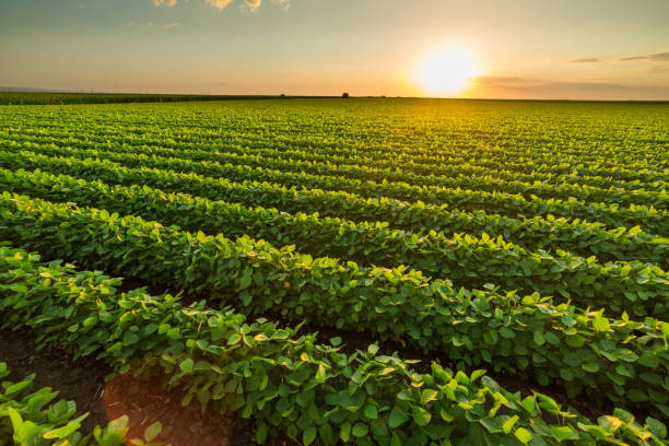 istock Green ripening soybean field, agricultural landscape 965146036