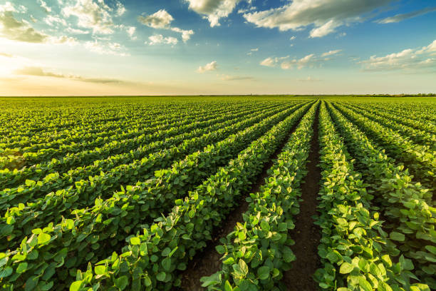 istock Green ripening soybean field, agricultural landscape 965146100