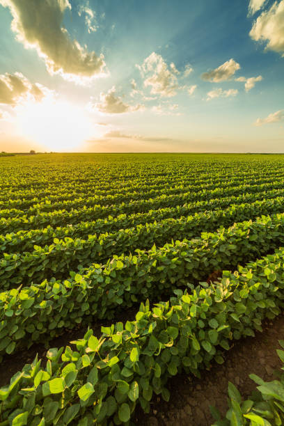 istock Green ripening soybean field, agricultural landscape 965148186