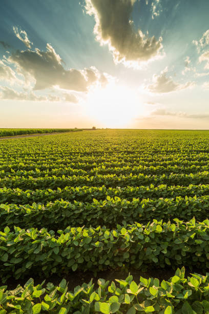 istock Green ripening soybean field, agricultural landscape 965148266