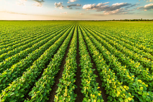 zielone pole soi dojrzewającej, krajobraz rolniczy - cultivated growth agriculture vegetable zdjęcia i obrazy z banku zdjęć