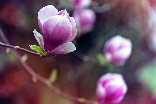 spring - a branch with beautiful magnolia flowers