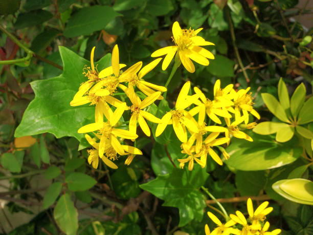Delairea Odorata Conocido Por Alemán Ivy O Hiedra Del Cabo Enredadera De Flor Amarilla Foto de stock y más banco de imágenes de Amarillo - Color - iStock Delairea Odorata Conocido Por Alemán Ivy O Hiedra Del Cabo Enredadera De Flor Amarilla Foto de stock y más banco de imágenes de Amarillo - Color - iStock