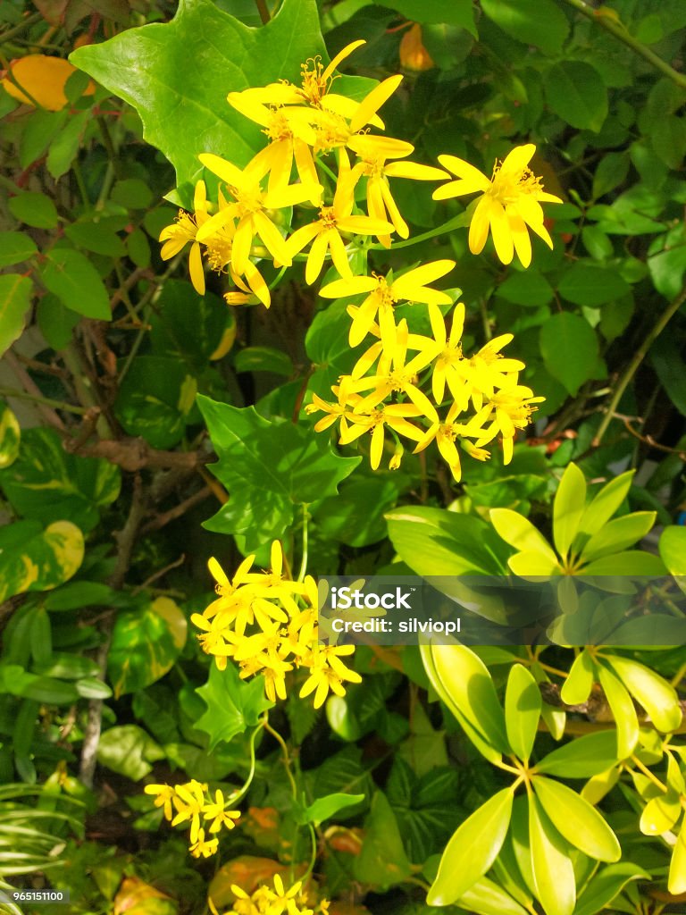 Delairea Odorata Conocido Por Alemán Ivy O Hiedra Del Cabo Enredadera De Flor Amarilla Foto de stock y más banco de imágenes de Amarillo - Color - iStock Delairea Odorata Conocido Por Alemán Ivy O Hiedra Del Cabo Enredadera De Flor Amarilla Foto de stock y más banco de imágenes de Amarillo - Color - iStock
