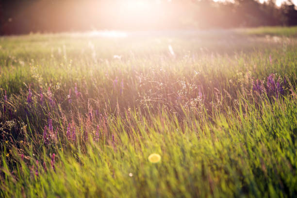 istock salvia. Summer meadow with sage in sunset time 965151128