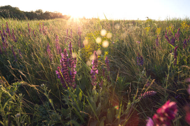 istock salvia. Summer meadow with sage in sunset time 965151182