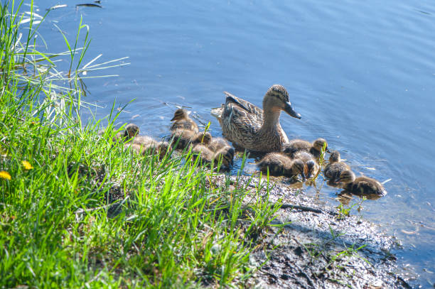 istock Duck with small ducklings in the pond on a sunny summer day 965159732