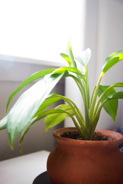 istock Indoor house plant getting sunshine 965168614