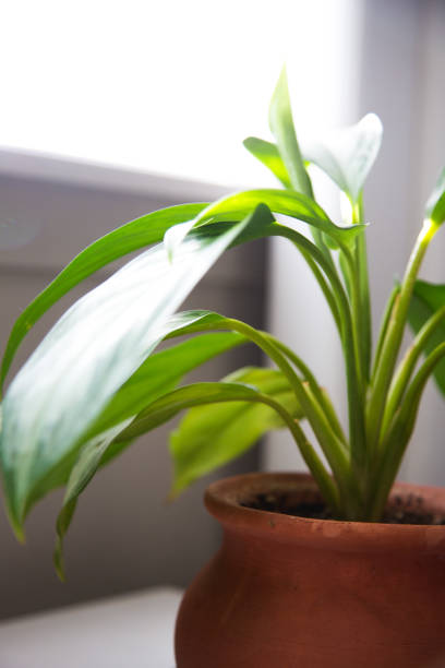 istock Indoor house plant getting sunshine 965168618