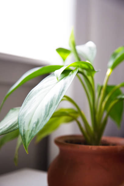 istock Indoor house plant getting sunshine 965168620