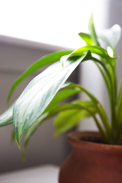 istock Indoor house plant getting sunshine 965168628