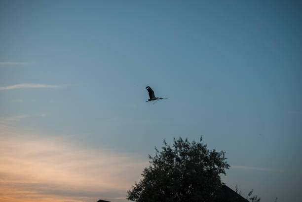 istock Sunset nature and flying stork. Sunset colors nature background. 965168728