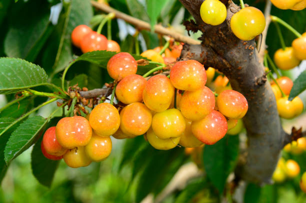 istock The ripe cherries are on the tree 965179016