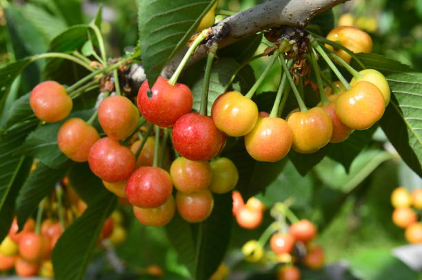 istock The ripe cherries are on the tree 965181090