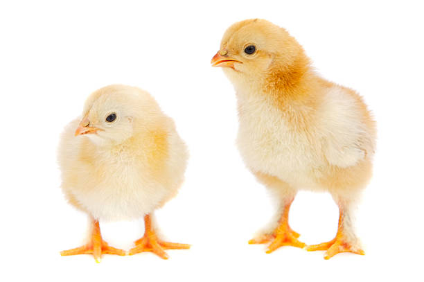 istock Two baby chickens in front of white background 96518368