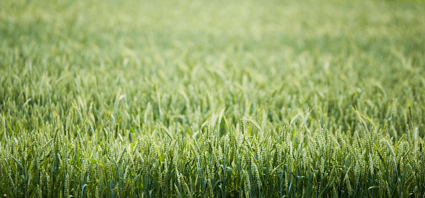 Green barley growing on a field.