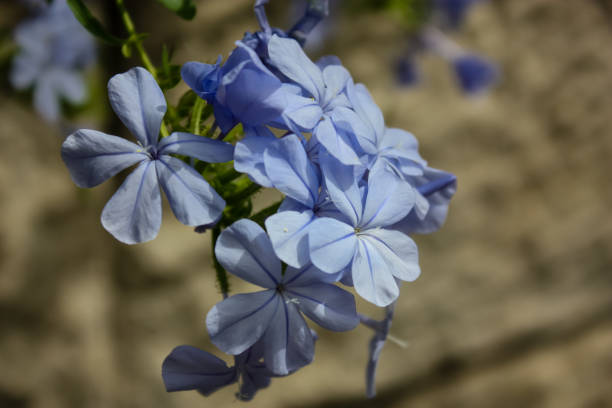 istock colors of Israel 965187766