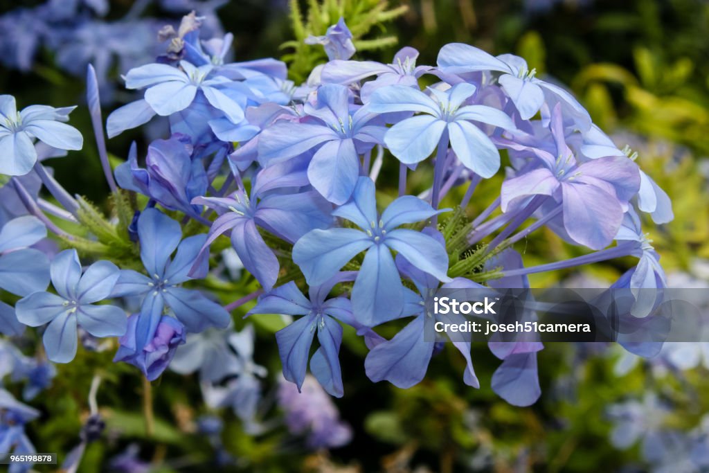 colors of Israel Closeup of flowers in the street of Jerusalem in Israel Beauty Stock Photo