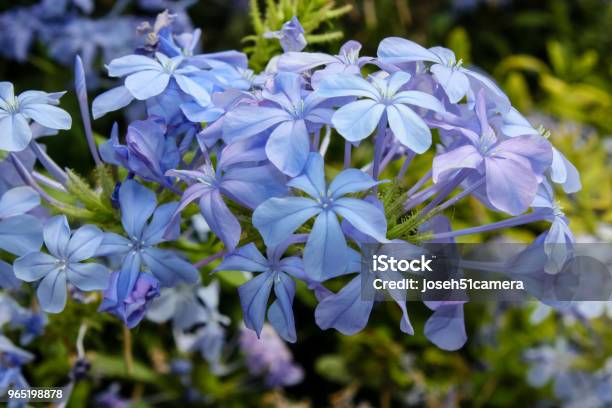 Colors Of Israel Stock Photo - Download Image Now - Beauty, Blossom, Close-up
