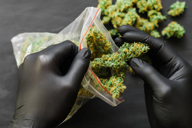 istock Large Package fresh buds of cannabis many weed. Copy spase Copy-space joint fresh green buds 965204070