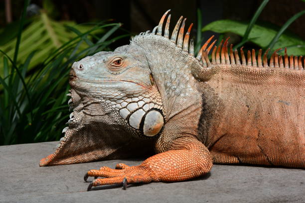 istock Male green iguana 965204442