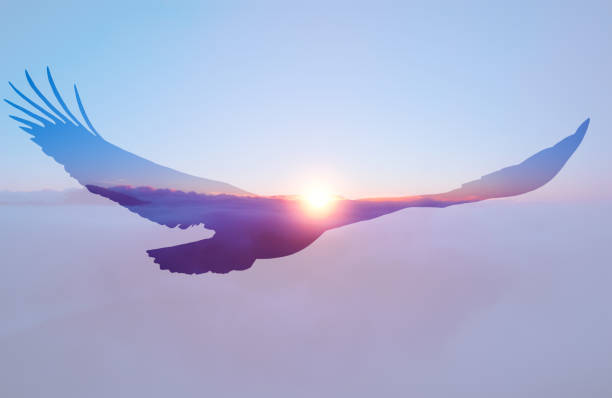 águila calva sobre fondo de cielo al atardecer. - sky high fotografías e imágenes de stock