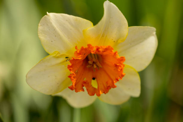 istock Narcissus white yellow flower macro for nature background 965213022
