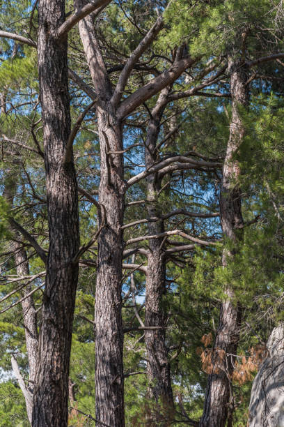 istock Forest Detail Shot 965215118
