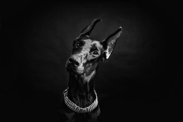 istock beautiful doberman pinscher close-up on a black background 965217868