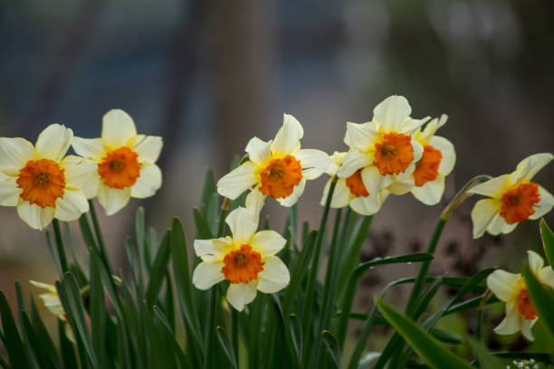 istock Narcissus white yellow flower macro for nature background 965221278