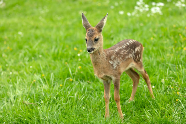 istock Beautiful Deer Fawn 965226044