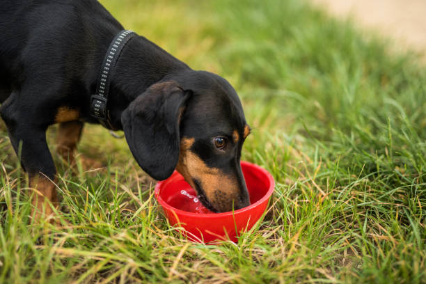 istock Young Dachshund dog drinking water. 965229020