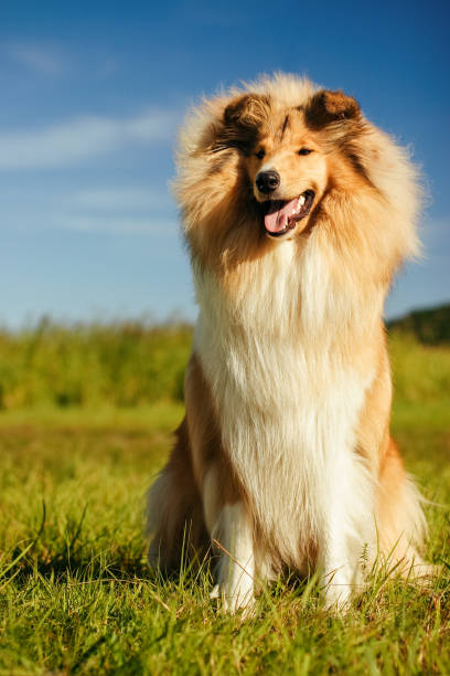 istock Collie is sitting on the green grass. 965231450