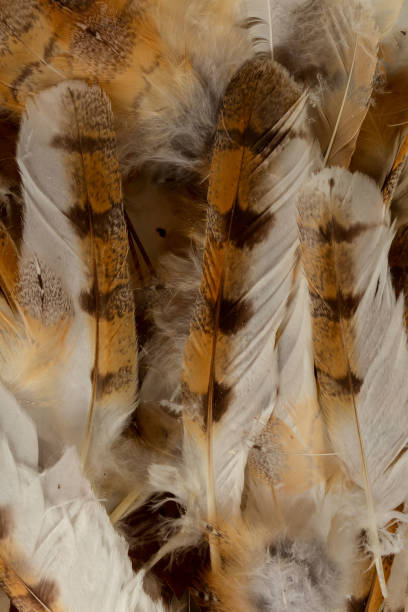 istock Close-up of feather plume background texture 965236080