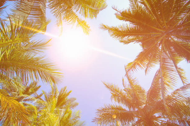 istock Coconut tree and sky background in warm tone. 965243808