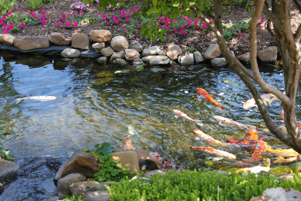 istock Colorful Koi fish in a rock edged stream lined with trees and flowers - selected focus 965245954