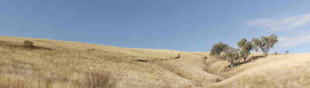 panoramiczne widoki suchej trawiastej suszy dotkniętych gruntów rolnych w tamworth, nsw, wiejskich australia - dry landscape panoramic grass zdjęcia i obrazy z banku zdjęć